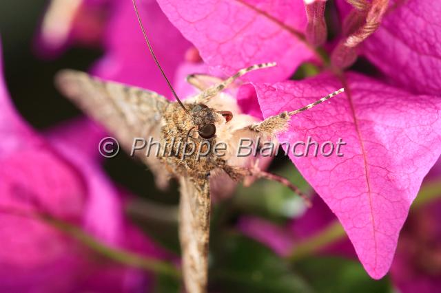 catocala nupta.JPG - Catocala nuptaMariéeRed underwing mothLepidoptera, NoctuidaeFrance